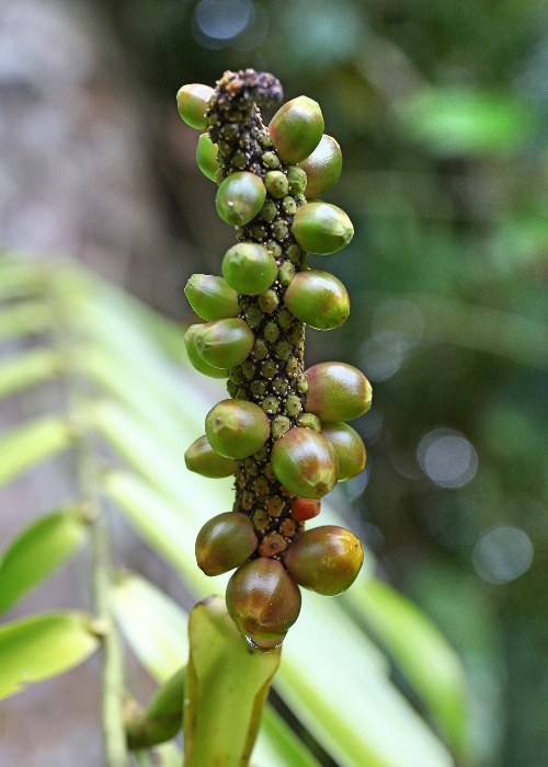 North Queensland Plants Araceae